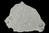 Pennsylvanian Fossil Horsetail (Sphenophyllum) Plate - Kentucky #154736-1